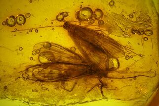 Three Fossil Caddisflies (Trichoptera) In Baltic Amber #135086