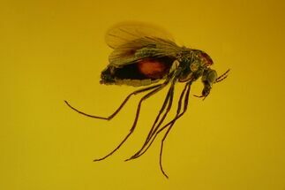 Fossil Fly (Diptera) In Jewelry Quality Baltic Amber #135089