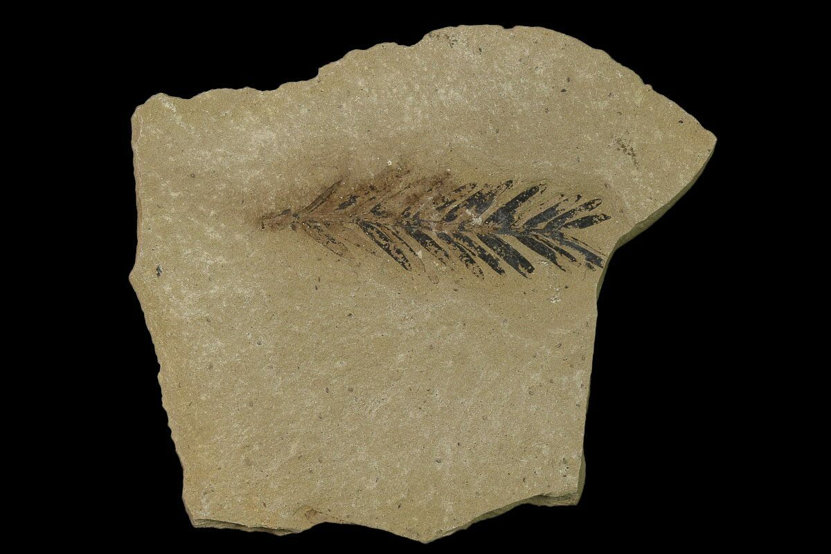 metasequoia fossils