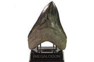 Serrated, Fossil Megalodon Tooth - Monster Meg Tooth #135911