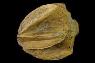 Blastoid (Pentremites) Fossil - West Virginia #135584