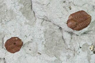 Two Ordovician Trilobite (Ampyxina) Fossils - Missouri #135526