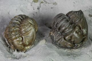 Two Enrolled Flexicalymene Trilobites - Cincinnati, Ohio #135531
