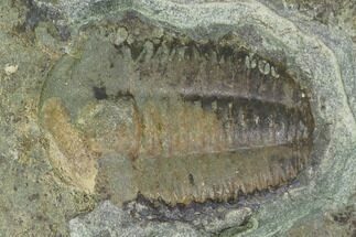 Cambrian Ellipsocephalus Trilobite Fossil - Czech Republic #135535