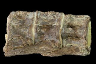 Fossil Fish (Ichthyodectes) Dorsal Vertebrae - Kansas #136474