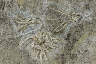 Three Crinoids (Aorocrinus & Dichocrinus) Fossils - Iowa #136526
