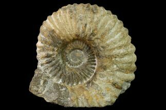 Unidentified Ammonite Fossil - Morocco #136511