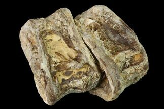 Cretaceous Fossil Fish (Xiphactinus) Vertebrae - Kansas #136497