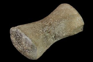 Fossil Pliosaur (Pliosaurus) Flipper Digit - England #136738