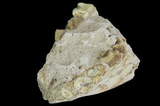 Oreodont (Merycoidodon) Mandible Section - South Dakota #136047
