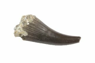Permian Amphibian (Cacops) Tooth - Oklahoma #136411