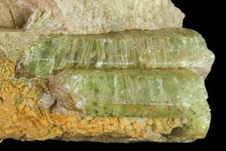 Yellow-Green Fluorapatite Crystals in Calcite - Ontario, Canada #137114