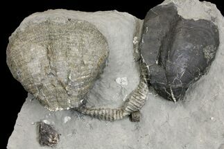 Fossil Brachiopod and Gastropod Association Plate - Indiana #137177