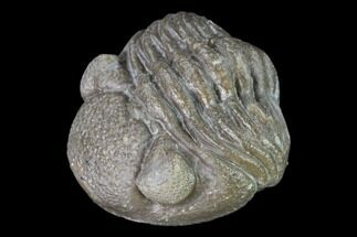 Wide Eldredgeops Trilobite - Silica Shale #137262