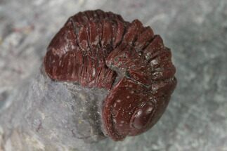 Red, Enrolled Gerastos Trilobite - Hmar Laghdad, Morocco #137582