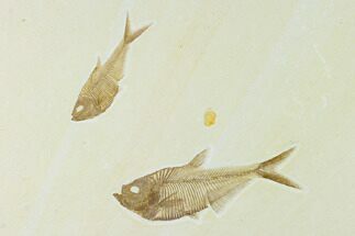 Plate With Two Diplomystus Fossil Fish - Wyoming #137984