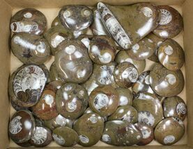 Lot - to Polished Goniatite Fossils - Pieces #138061