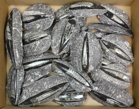 Lot: - Polished Orthoceras Fossils - Pieces #138118