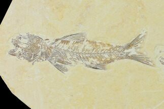 Rare, Amphiplaga With Knightia Fossil Fish #138623