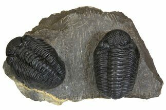 Two Large Pedinopariops Trilobites - Very Nice Specimen #138933