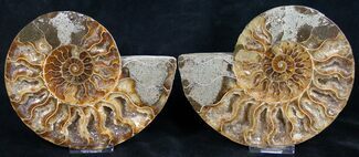 Beautiful 5.9" Polished Ammonite Pair - Crystal Lined For Sale, #8444