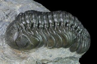 Austerops Trilobite - Excellent Specimen #138956