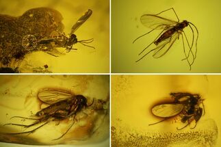 Six Fossil Flies (One With Eggs) In Baltic Amber #139039