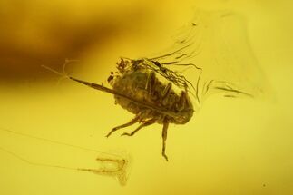 Fossil Aphid (Sternorrhyncha) In Baltic Amber #139057
