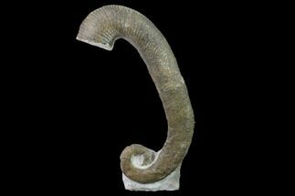 Rare, Heteromorph (Ancyloceras sp?) Ammonite - France #139145