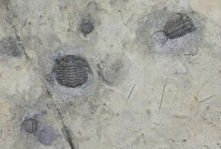Plate of Four Ceraurus Trilobites - Walcott-Rust Quarry, NY #138810