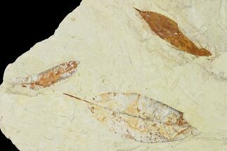 Three Fossil Leaves - Augsburg, Germany #139276