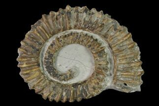 3.1" Aegocrioceras Ammonite - Germany - Fossil #139338