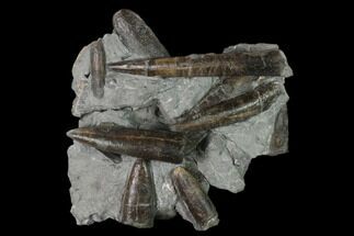 Fossil Belemnite (Paxillosus) Cluster - Mistelgau, Germany #139453