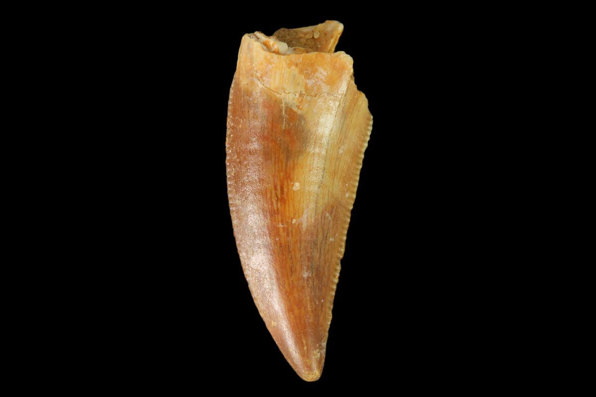 real velociraptor tooth