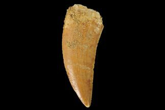 Serrated, Theropod (Deltadromeus?) Tooth - Real Dinosaur Tooth #139390