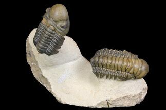 Crotalocephalina, Reedops & Leonaspis Trilobites - Atchana, Morocco #139518