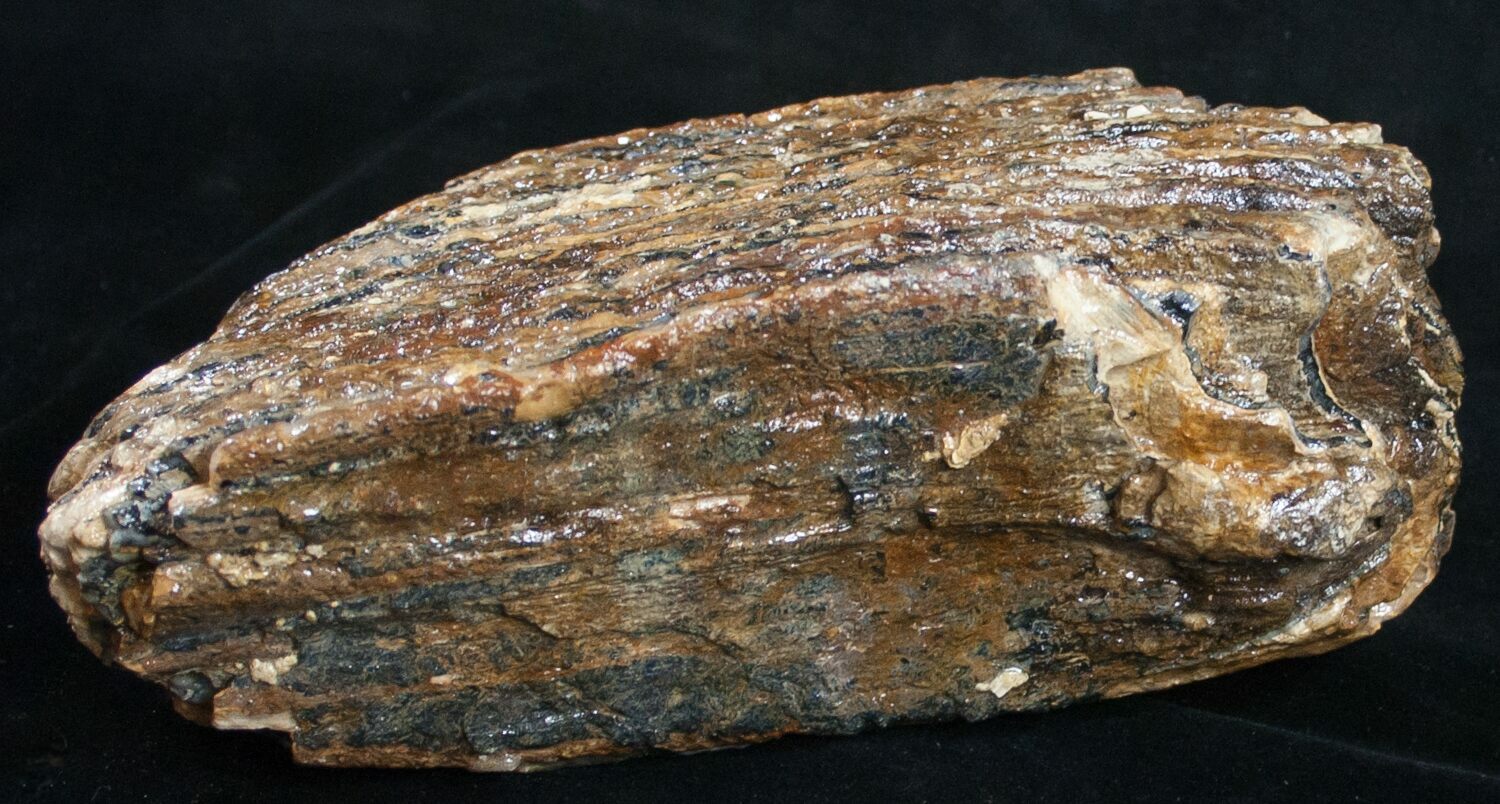 mammoth molar for sale