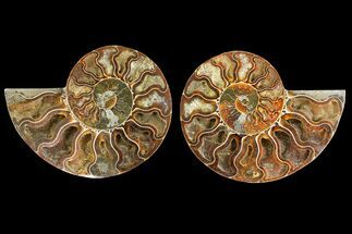 Agatized Ammonite Fossil - Crystal Lined Chambers #139744