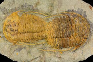 Two, Large Hamatolenus vincenti Trilobites - Tinjdad, Morocco #139771