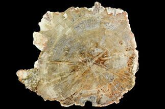 12.4" Polished Petrified Wood (Araucaria) Round - Madagascar  - Fossil #139783