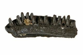 Permian Amphibian (Bolterpeton) Jaw Section - Oklahoma #140096