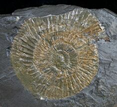 Dactylioceras Ammonite - Holzmaden, Germany #9711