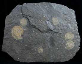 Plate Of Pyritized Dactylioceras Ammonites #9713