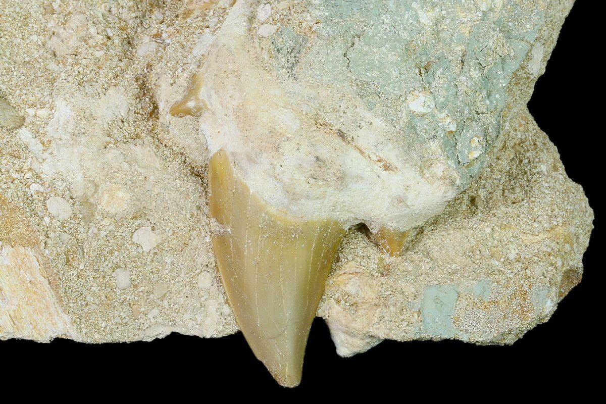 1.8" Otodus Shark Tooth Fossil in Rock Eocene For Sale (139937