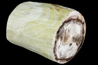 Polished Petrified Wood (Spruce) Limb - Eagle's Nest, Oregon #141475