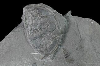 Enrolled Elrathia Trilobite Fossil - Utah - House Range #139692