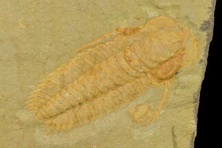 2.05" Protolenus Trilobite With Pos/Neg - Tinjdad, Morocco - Fossil #141872