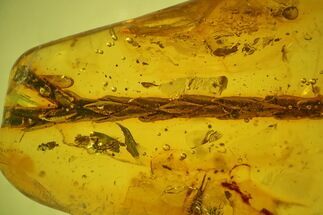 Fossil Thuja Twig (Pinales) & Mite (Acari) In Baltic Amber #142207