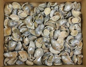 Lot: Polished Fossil Oyster Shells - Around Pieces #141094