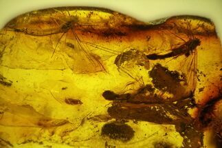 Three Partial Fossil Mayflies (Ephemeroptera) In Baltic Amber #142238